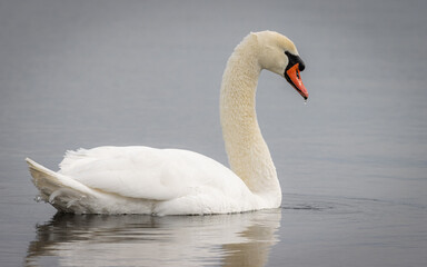 White swan. Mute swan (Cygnus olor) is a large swan with wholly white in plumage. Swan has an orange beak bordered with black. Mute swan is swimming on the water in winter.