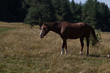 Obraz premium Mountain landscape and beautiful horses on an autumn meadow, Plana mountain, Bulgaria 