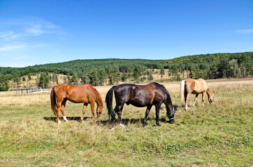 Naklejka na ściany i meble Mountain landscape and beautiful horses on an autumn meadow, Plana mountain, Bulgaria 