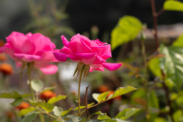 Pink Rose on The Tree Close up Photos