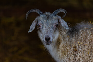 portrait of a white goat on a farm