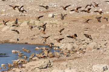 Flughühner löschen ihren Durst am Wasserloch im Etoscha Nationalpark in Namibia.