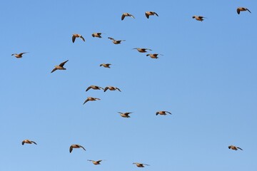 Flughühner fliegen zum Wasserloch im Etoscha Nationalpark in Namibia. 