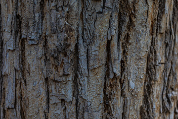 bark of a tree