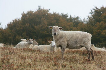 Troupeau de moutons au Grand-Ballon, point culminant des Vosges (Alsace, Haut-Rhin, France)