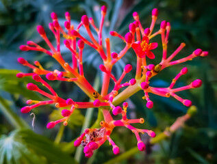 red and yellow flower