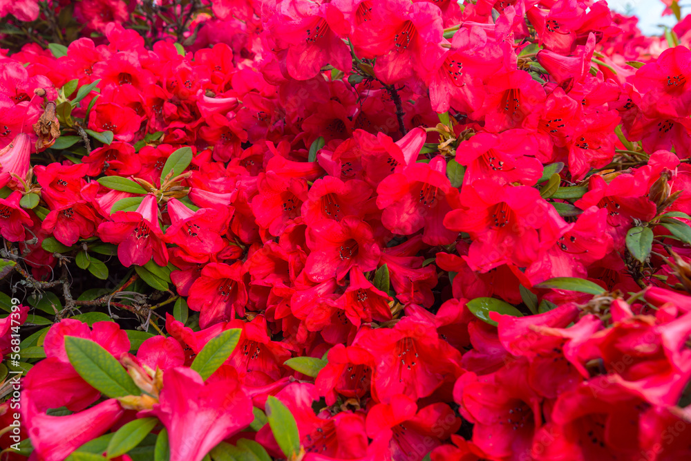 Sticker Rhododendron