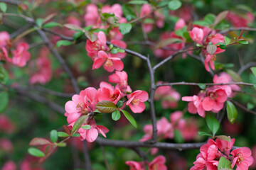 Pink sakura cherry blossoms blooming on the tree spring background. Pink and green natural backdrop. Easter springtime wallpaper.