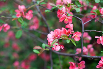 Pink flowers blooming on the tree spring background. Pink and green natural backdrop. Easter springtime wallpaper.