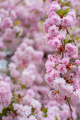 Pink sakura flowers blooming on the tree. Spring background. Pink cherry blossoms and green natural backdrop. Easter springtime wallpaper.