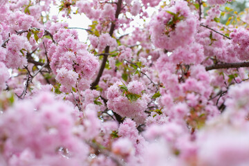 Pink flowers blooming on the tree. Spring background. Pink and green natural backdrop. Easter springtime wallpaper.