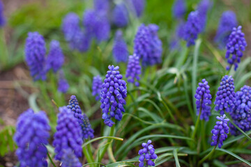 Purple Muscari hyacinths flowers in green grass close up background. Floral spring wallpaper. Easter flowers backdrop.