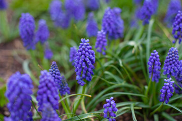 Obraz premium Purple Muscari hyacinths flowers in green grass close up background. Floral spring wallpaper. Easter flowers backdrop.