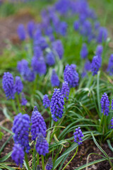 Purple Muscari hyacinths flowers in green grass close up background. Floral spring wallpaper. Easter flowers backdrop.