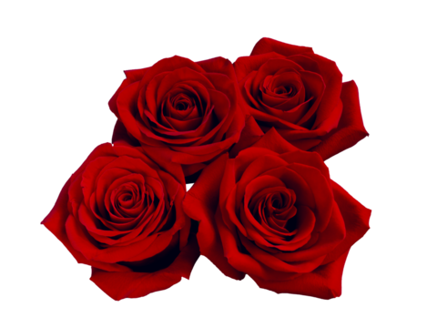 beautiful bouquet of red roses arrangement isolated on black background