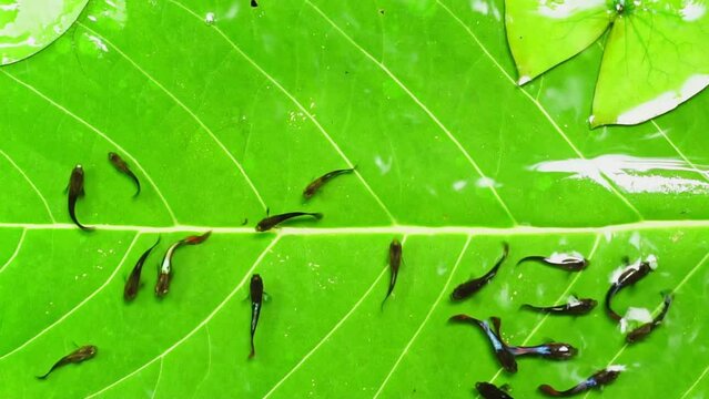Guppy and Red swordtail Fish swim on a green leaf.	