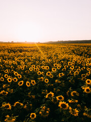 Obraz premium Beautiful sunflower field at the dawn. 