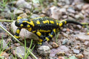 Une Salamandre tachetée