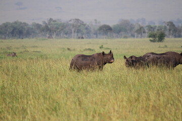 A rhino family is grazing in the savana almost hidden by tall grass