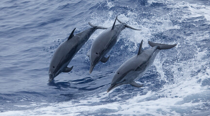 Three playful dolphins leaping out of the water in a nature wildlife photo © DaiMar