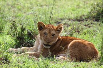 Close-up of a cute lion cub resting on green grass and looking into camera