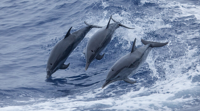 Three playful dolphins leaping out of the water in a nature wildlife photo