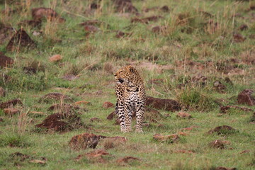 Leopard walking down a rocky hill and looking left