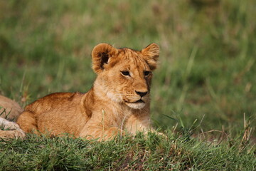 Plakat Cute lion cub rests on green grass looking into camera