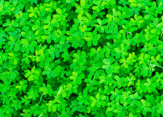 background of green garden clover , trefiol texture closeup, forest nature wallpaper , pattern of shamrock, spring fresh green ground backdrop