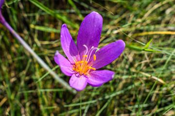 Fototapeta premium purple crocus flower
