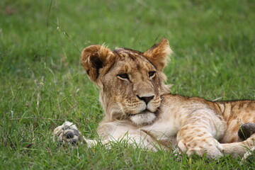 Cute sleepy lion cub rests on green grass looking into camera 