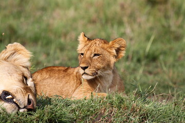 Portrait of a lioness resting on grees grass with her grown-up cub