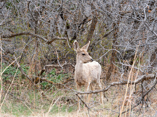 mule deer fawn in the woods