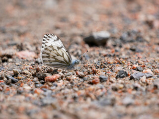 Fototapeta na wymiar Pontia sisymbrii Spring White butterfly on the ground