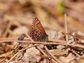 western pin elfin Callophrys eryphon butterfly on the ground