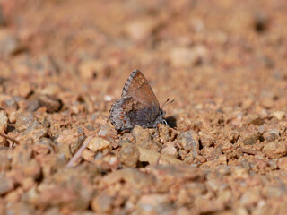 hoary elfin butterfly on the ground Callophrys polios 