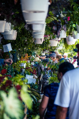 Festival de Las Flores Aibonito