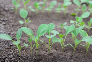 Young cabbage organic seedlings growing in garden, greenhous, glasshouse in spring. Concept of ecology, cultivation, agriculture.
