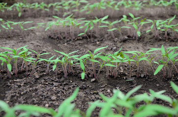 Rows young tomato organic seedlings growing in garden, greenhous, glasshouse in spring. Concept of ecology, cultivation, agriculture.