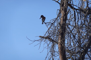 Kenya - Lake Naivasha - Crescent Island - Boat View - Various Birds