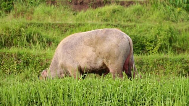 Close up shot of buffalo eating grass