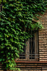 Fototapeta na wymiar Window covered with ivy plant