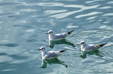 Seagulls swim on the lake