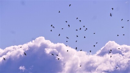 Flock of birds ion the purple sky