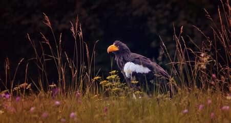 Haliaeetus pelagicus sits in blooming grass and rests.