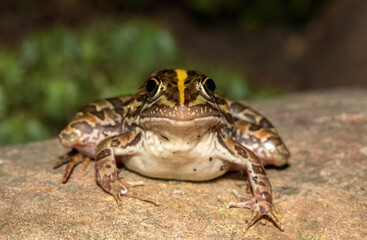 Common river frog (Amietia delalandii), also known as drakensberg river frog, or sani pass frog, a species of southern African river frog