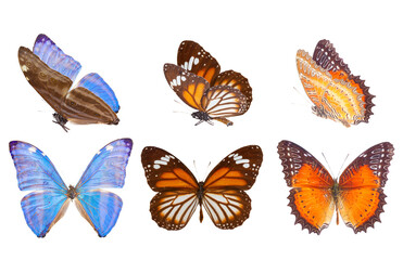 morpho adonis blue butterfly - obrazy, fototapety, plakaty
