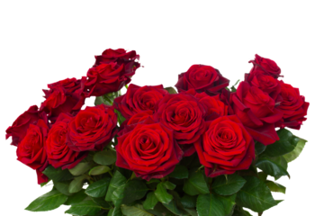 bunch of dark  red roses  close up