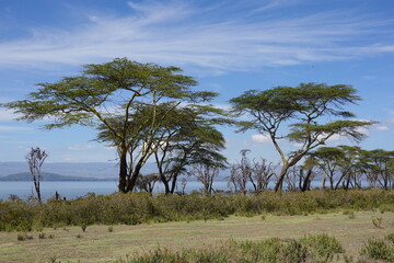 Fototapeta na wymiar Kenya - Lake Naivasha - Crescent Island