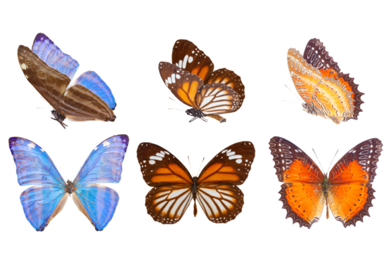 morpho adonis blue butterfly